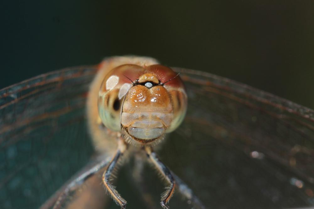 Sympétrum fascié (Le) Sympetrum striolatum (Charpentier, 1840)