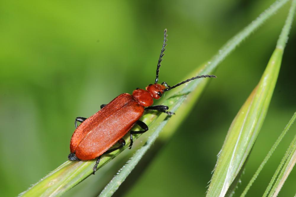 Cardinal à tête rouge Pyrochroa serraticornis (Scopoli, 1763)