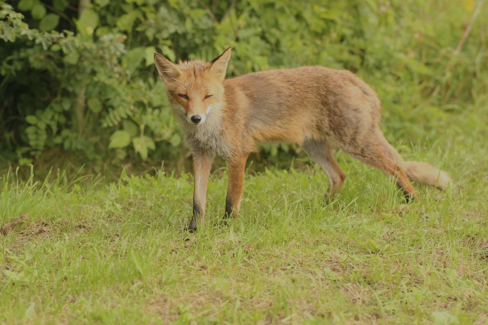 Renard roux Vulpes vulpes (Linnaeus, 1758)