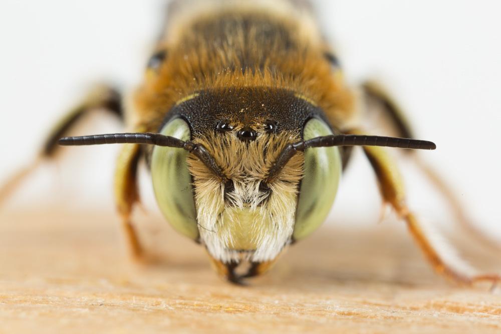 Le  Anthidium taeniatum Latreille, 1809