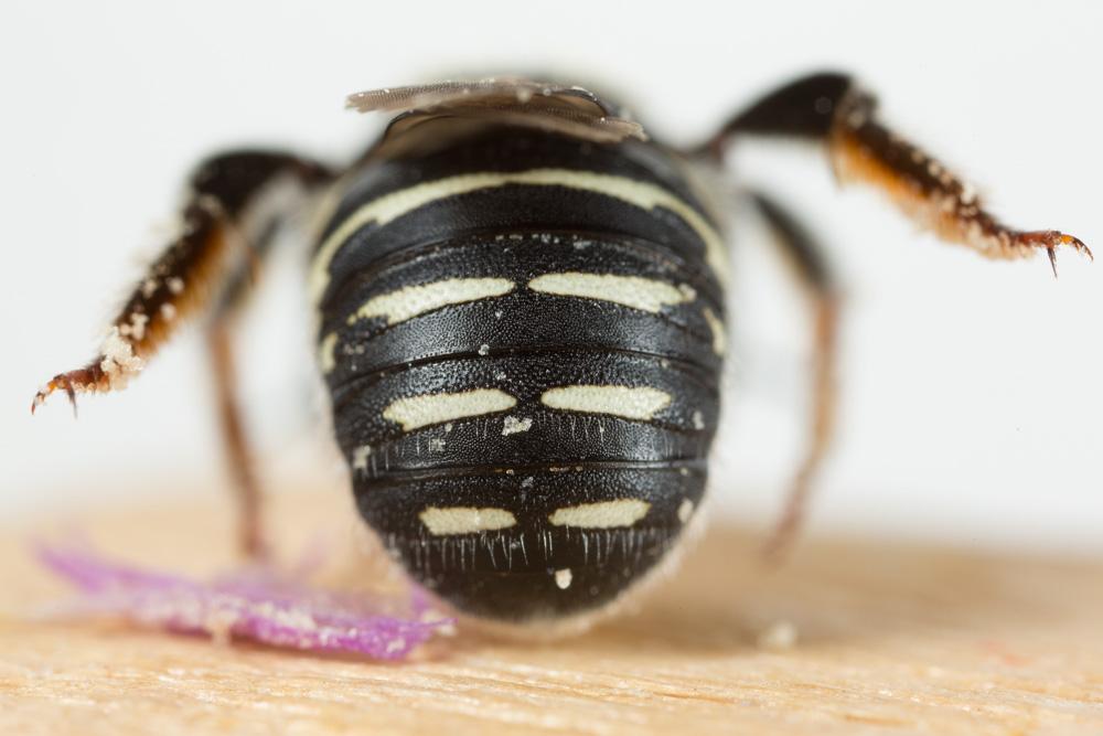 Le  Anthidium taeniatum Latreille, 1809