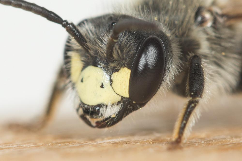 Le  Andrena labialis (Kirby, 1802)