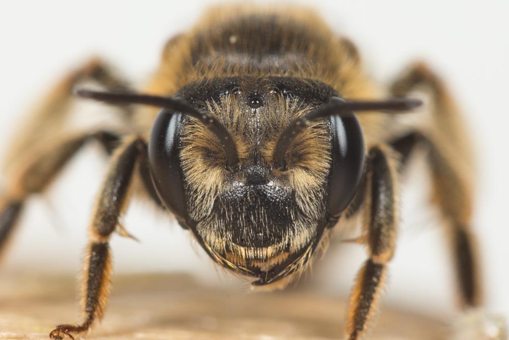 Le  Andrena labialis (Kirby, 1802)