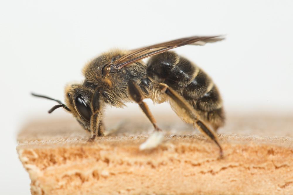 Le  Andrena labialis (Kirby, 1802)