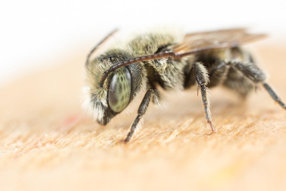 Le  Osmia caerulescens (Linnaeus, 1758)