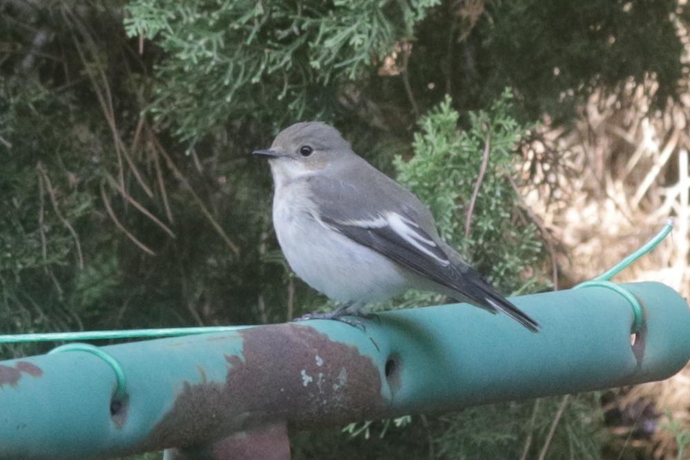 Gobemouche noir Ficedula hypoleuca (Pallas, 1764)