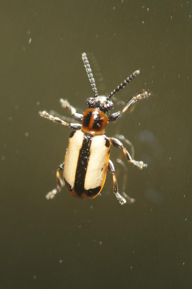  Crioceris paracenthesis (Linnaeus, 1767)