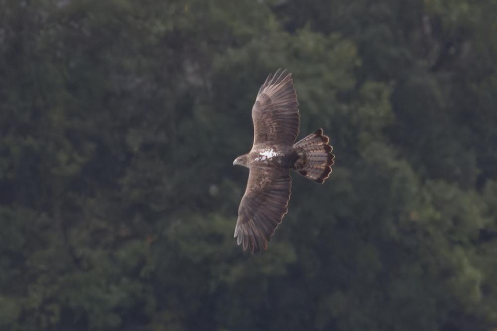 Aigle de Bonelli Aquila fasciata Vieillot, 1822