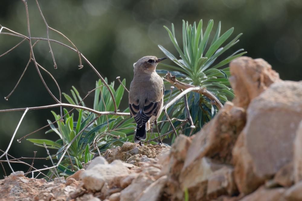 Le Traquet motteux Oenanthe oenanthe (Linnaeus, 1758)