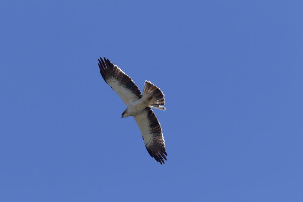 Aigle botté Hieraaetus pennatus (Gmelin, 1788)