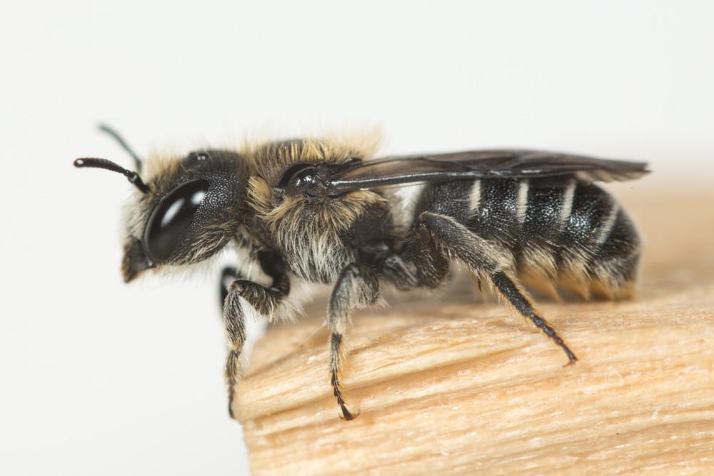 Le  Osmia ligurica Morawitz, 1868