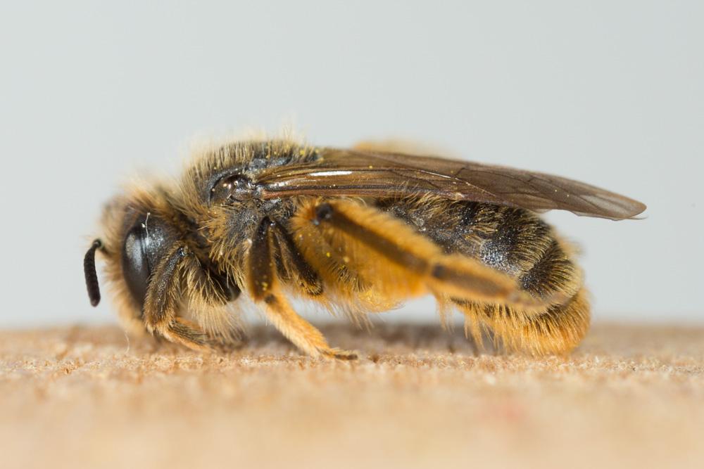  Andrena rhenana Stoeckhert, 1930