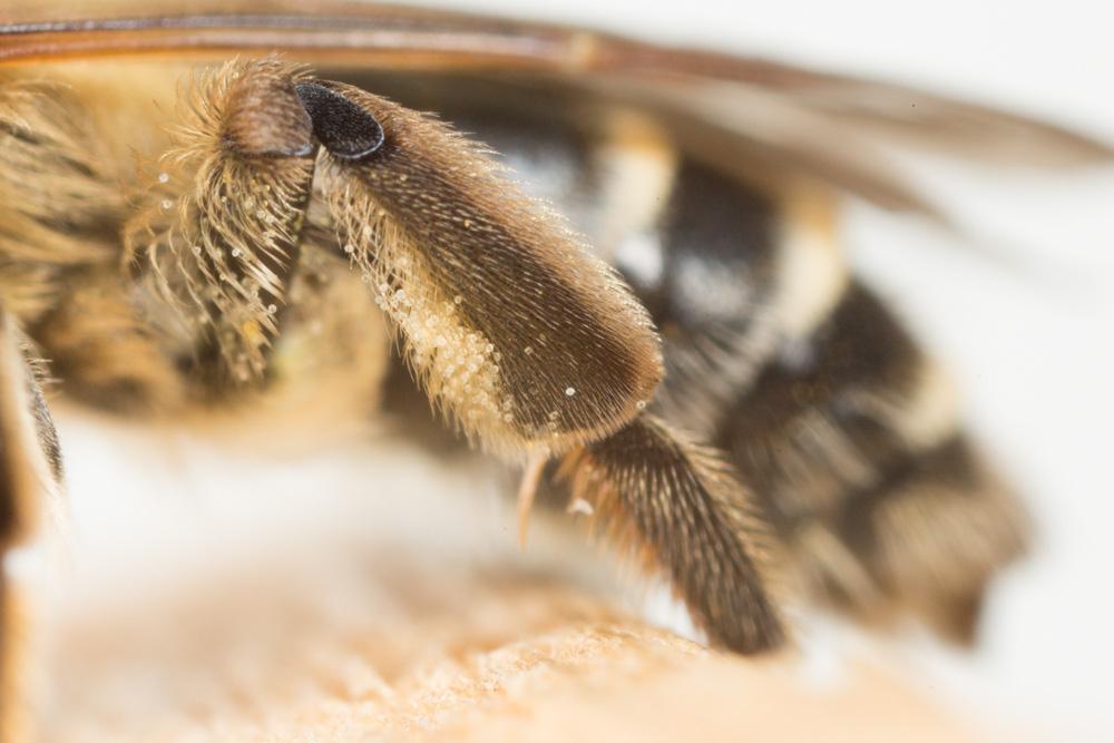 Le  Andrena propinqua Schenck, 1853