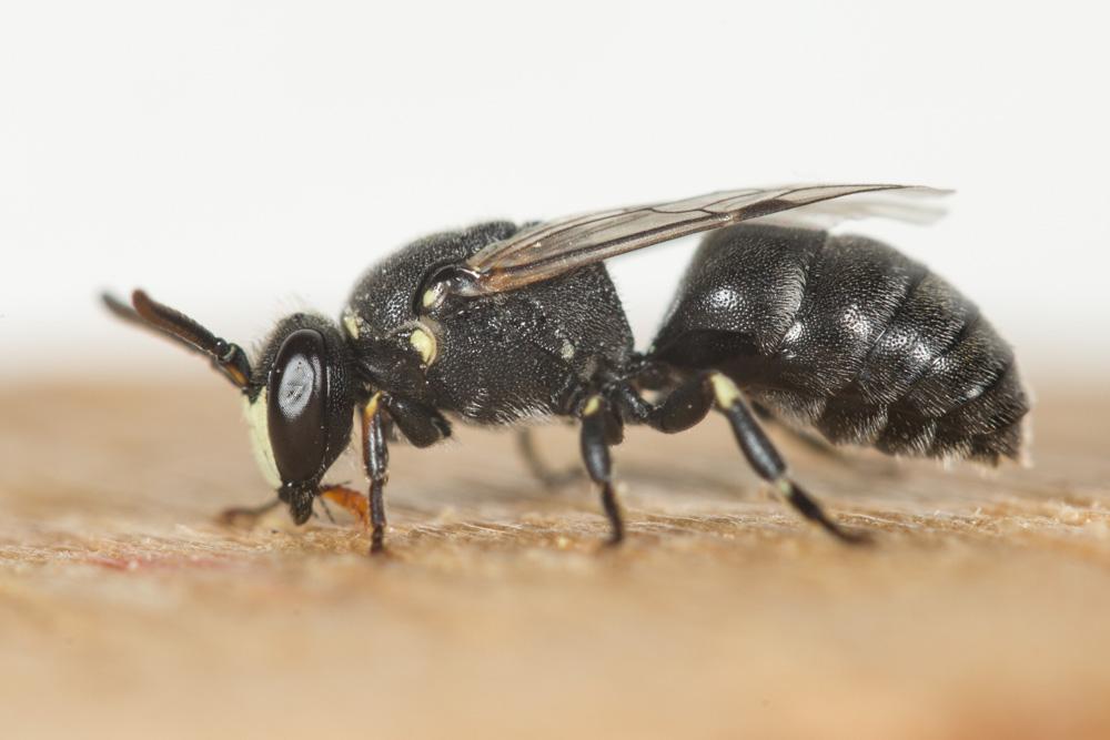 Le  Hylaeus signatus (Panzer, 1798)