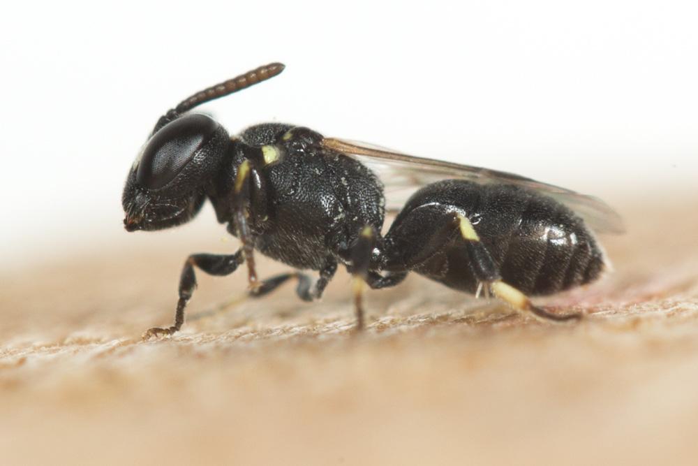 Le  Hylaeus clypearis (Schenck, 1853)