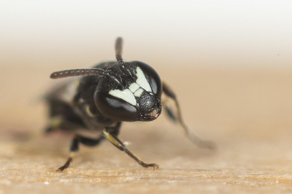  Hylaeus clypearis (Schenck, 1853)