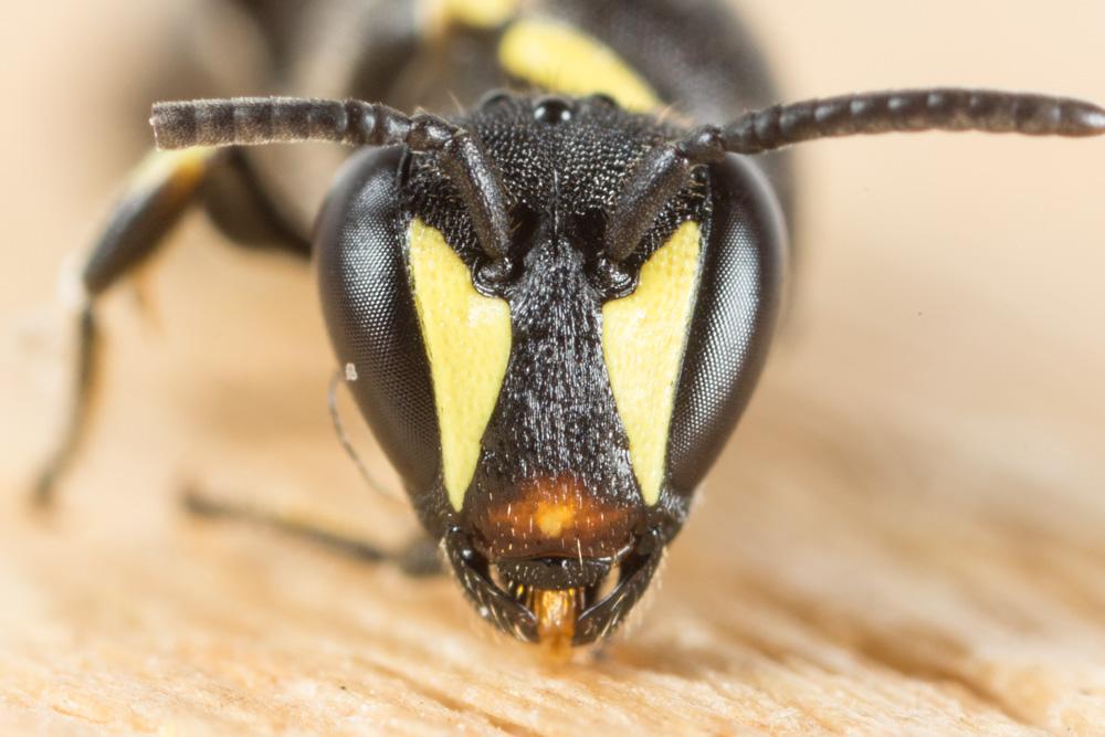  Hylaeus pictus (Smith, 1853)