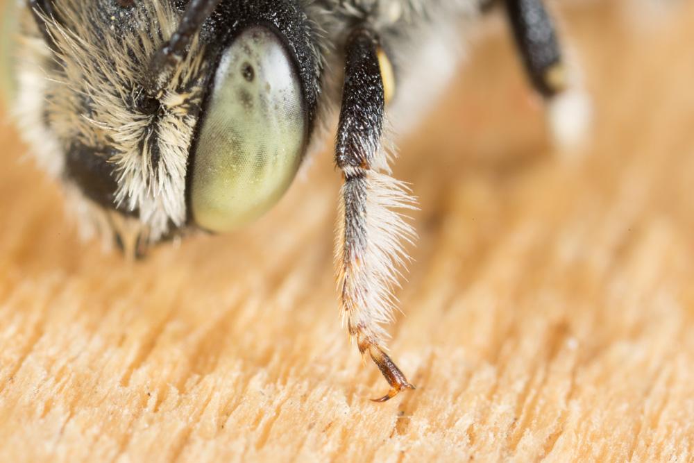  Megachile pilidens Alfken, 1924