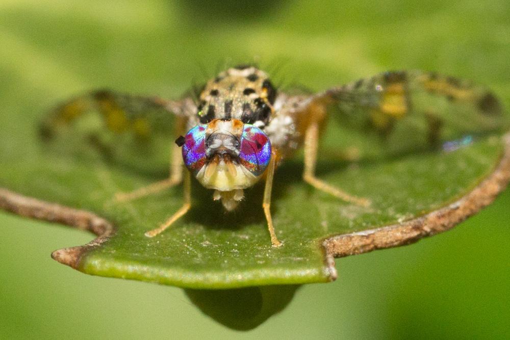  Ceratitis capitata (Wiedemann, 1824)