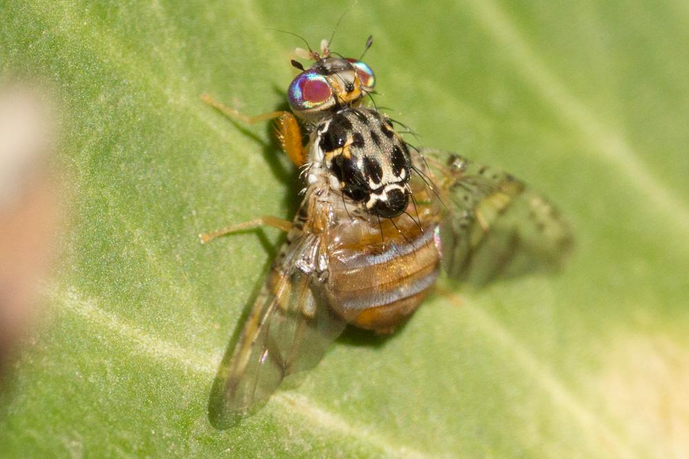  Ceratitis capitata (Wiedemann, 1824)