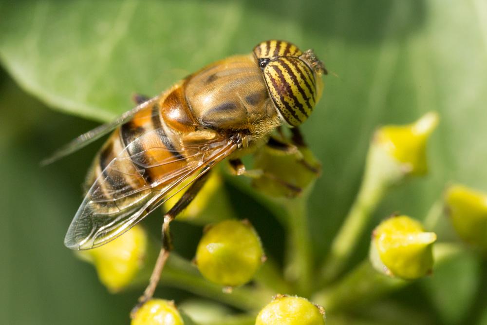  Eristalinus taeniops (Wiedemann, 1818)