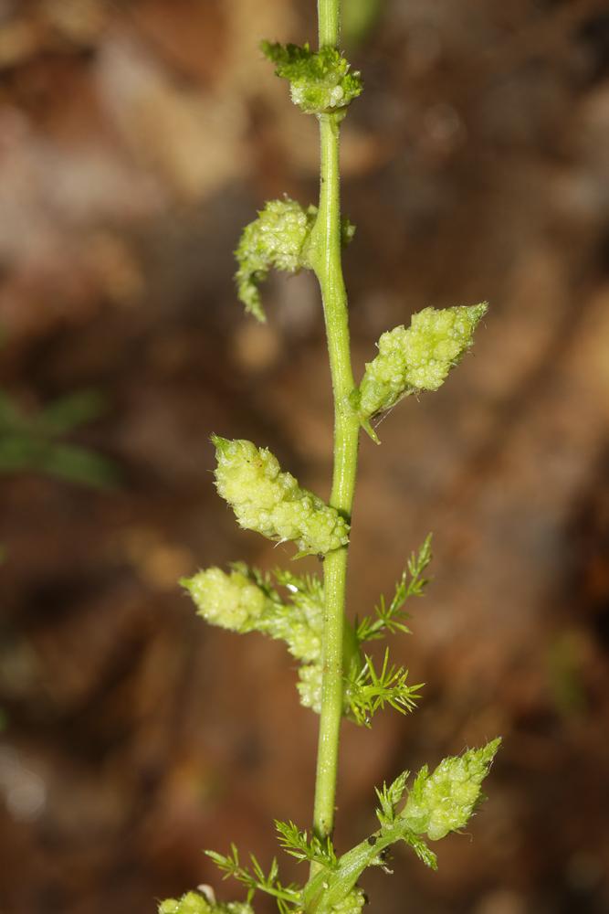 Le  Dasineura asparagi