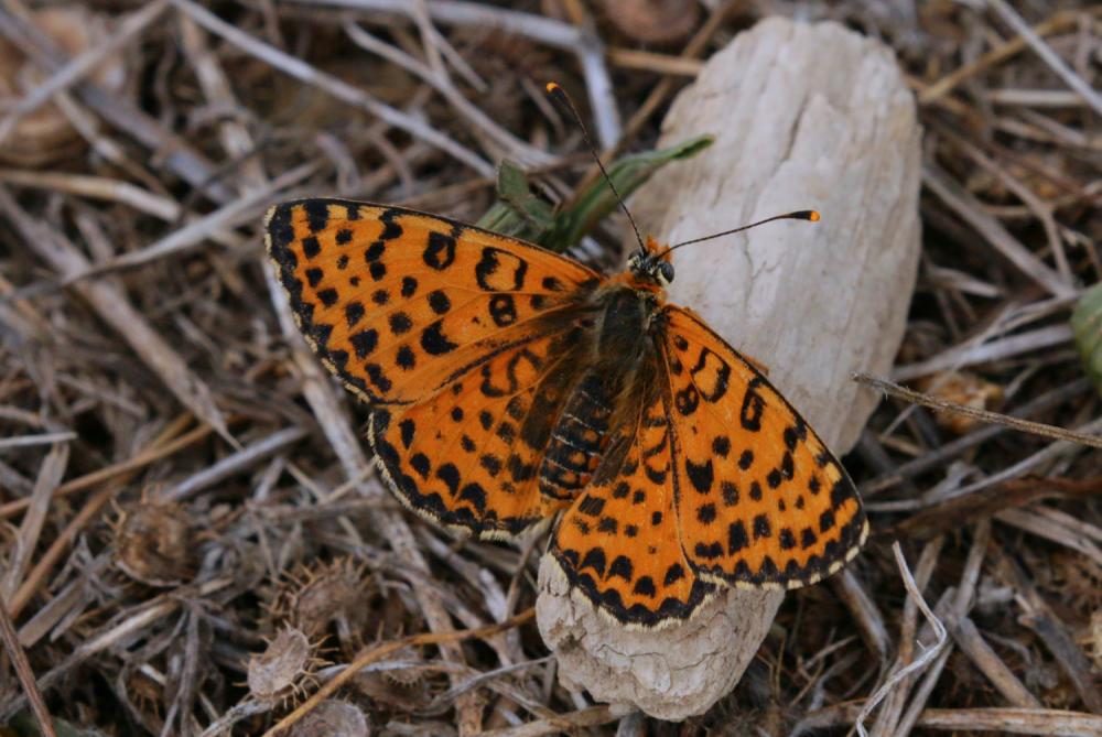 Mélitée orangée (La), Damier orangé (Le), Diane (L Melitaea didyma (Esper, 1778)