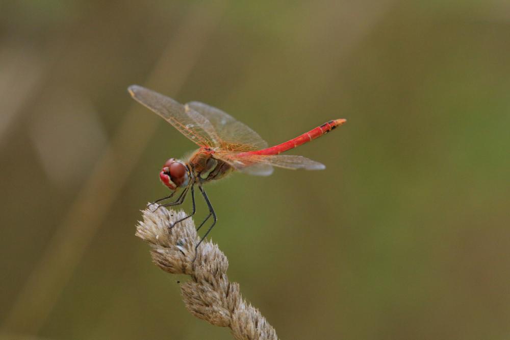 Sympétrum de Fonscolombe (Le) Sympetrum fonscolombii (Selys, 1840)