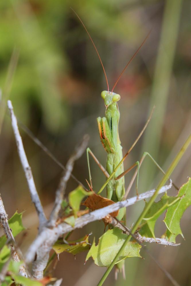 Mante religieuse Mantis religiosa (Linnaeus, 1758)