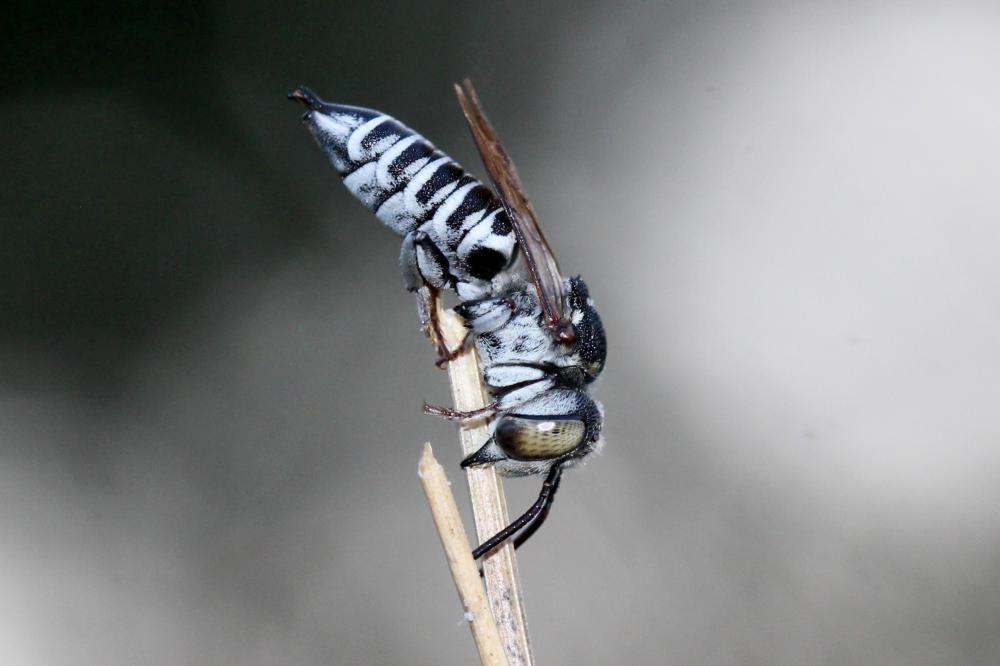 Le  Coelioxys argentea Lepeletier, 1841