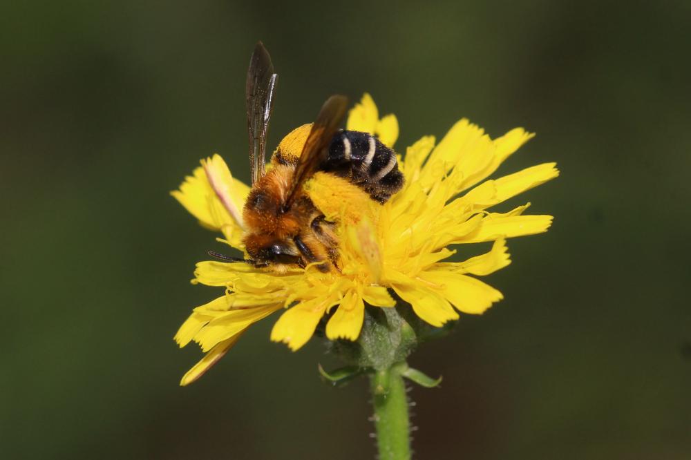  Dasypoda hirtipes (Fabricius, 1793)