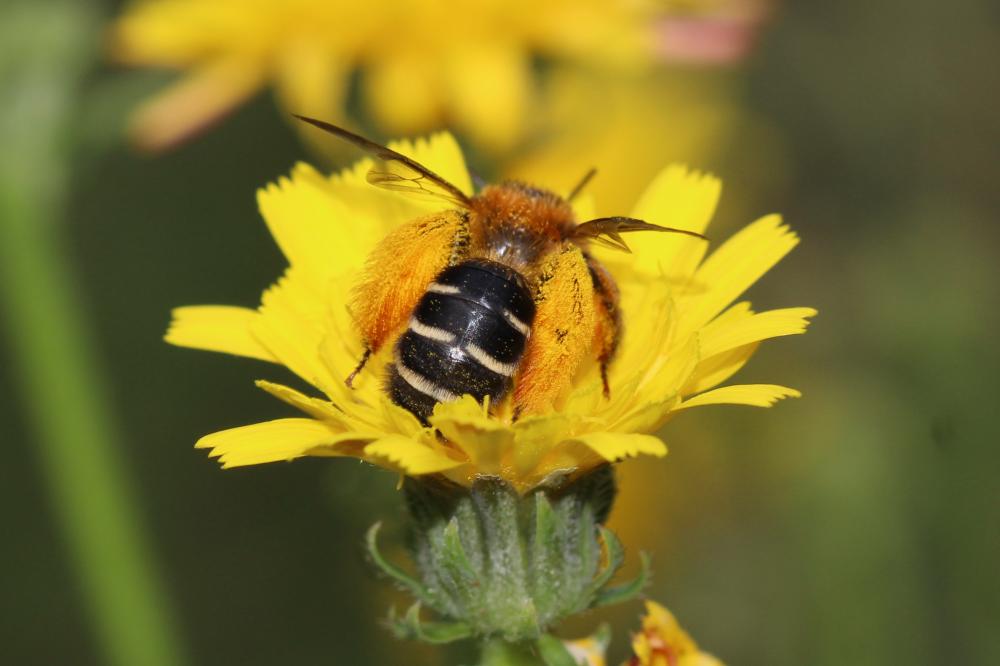  Dasypoda hirtipes (Fabricius, 1793)