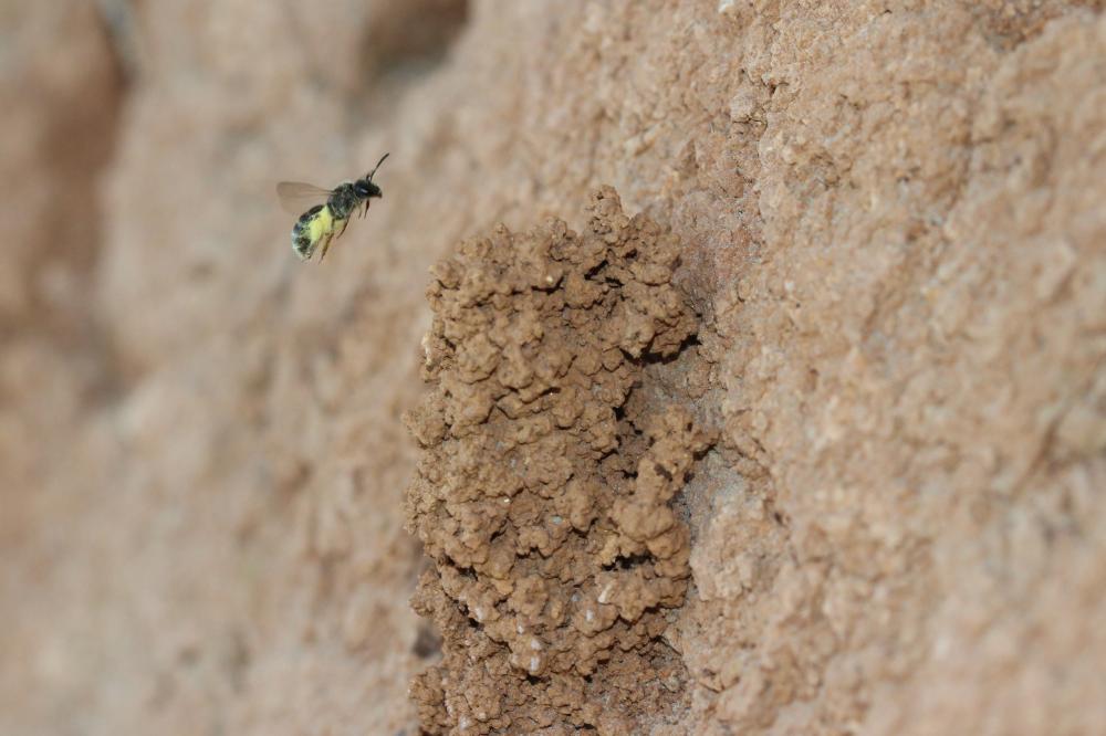 Le  sp. Lasioglossum Curtis, 1833 sp.