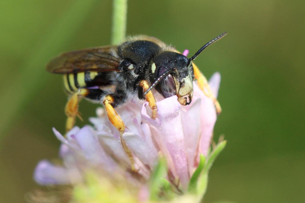  Trachusa interrupta (Fabricius, 1781)