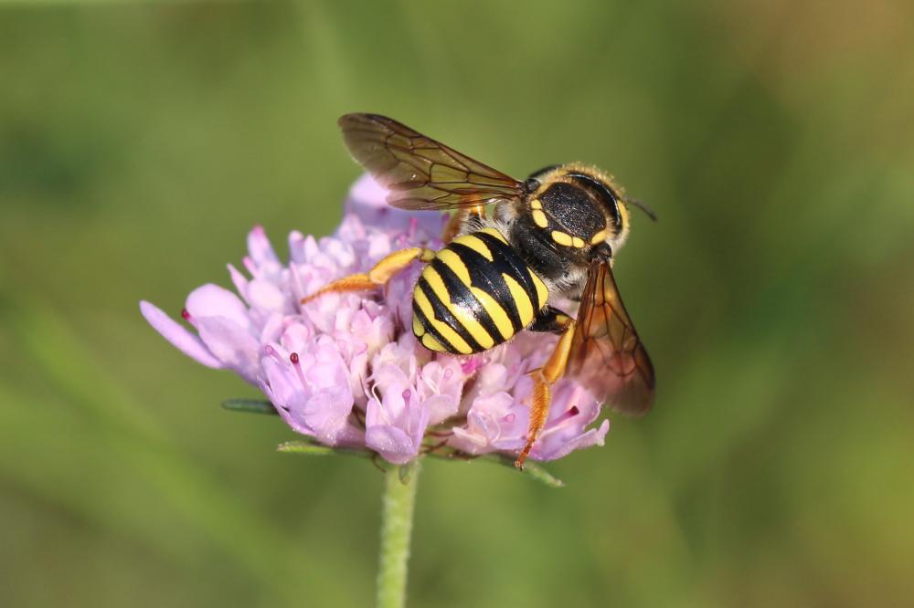  Trachusa interrupta (Fabricius, 1781)