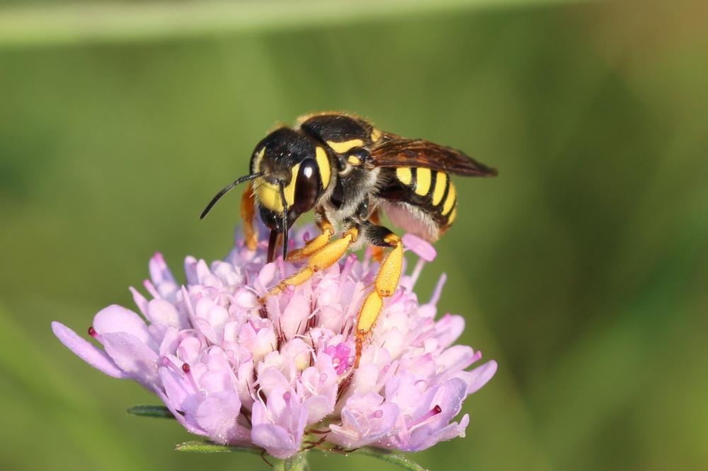  Trachusa interrupta (Fabricius, 1781)