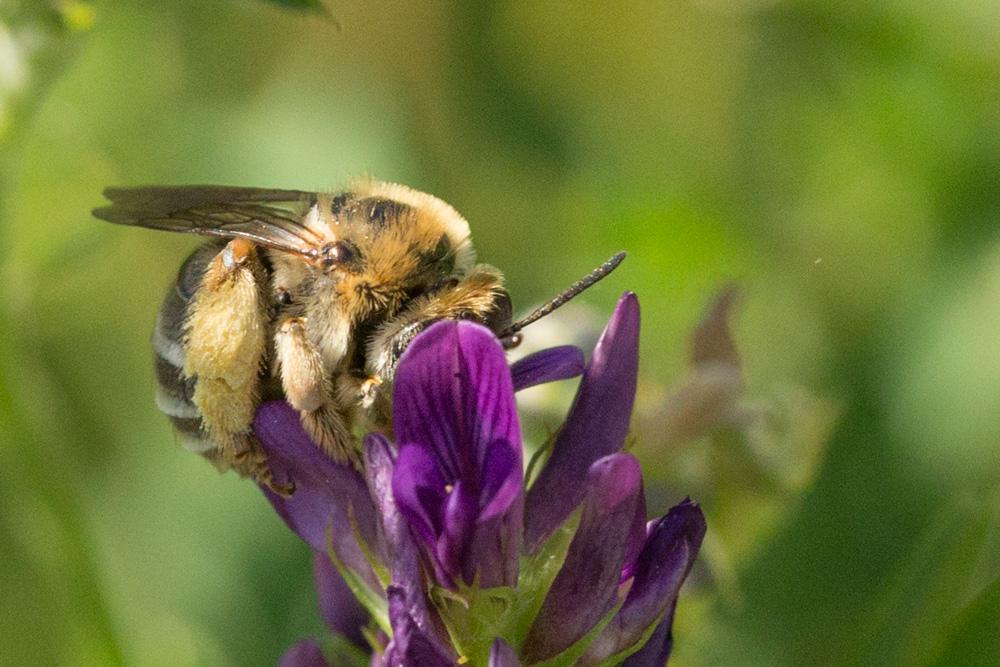 Le Eucère toute petite Eucera vulpes Brullé, 1832