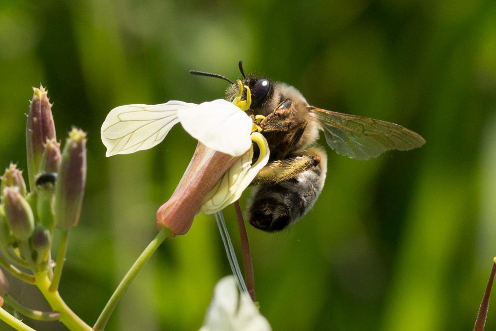 Eucère à labre noir Eucera nigrilabris Lepeletier, 1841