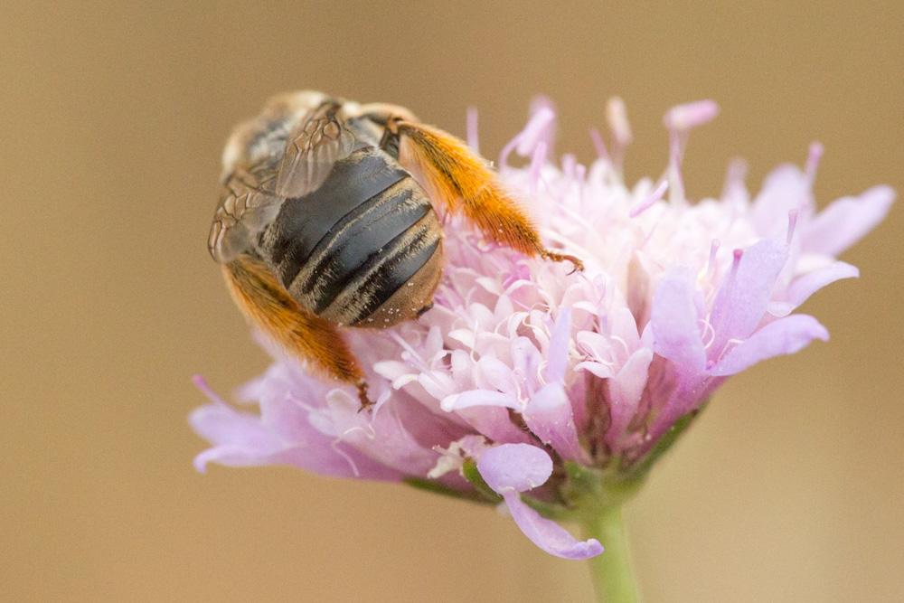 Eucère espagnole Eucera hispana Lepeletier, 1841