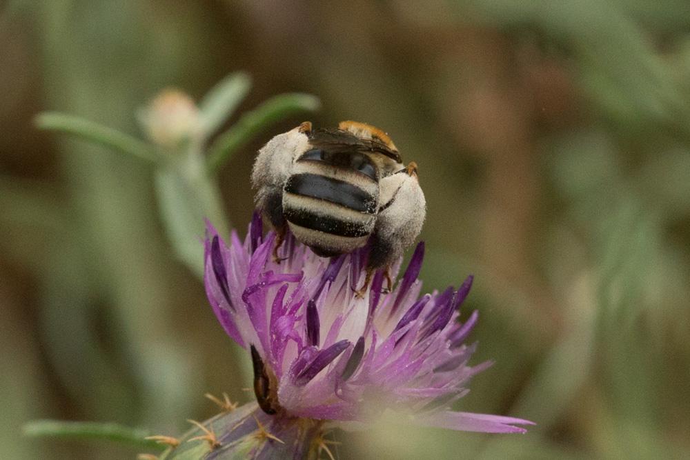  Tetraloniella Ashmead, 1899