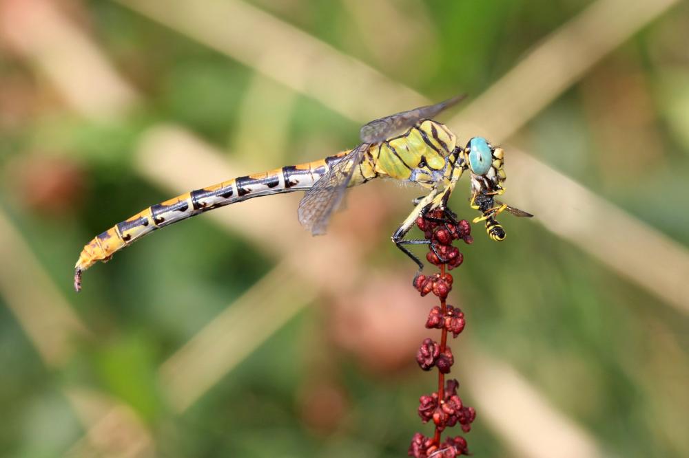 Gomphe semblable (Le) Gomphus simillimus Selys, 1840