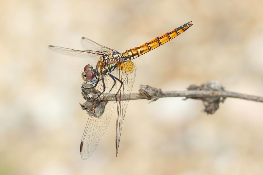 Le Trithémis annelé (Le) Trithemis annulata (Palisot de Beauvois, 1807)