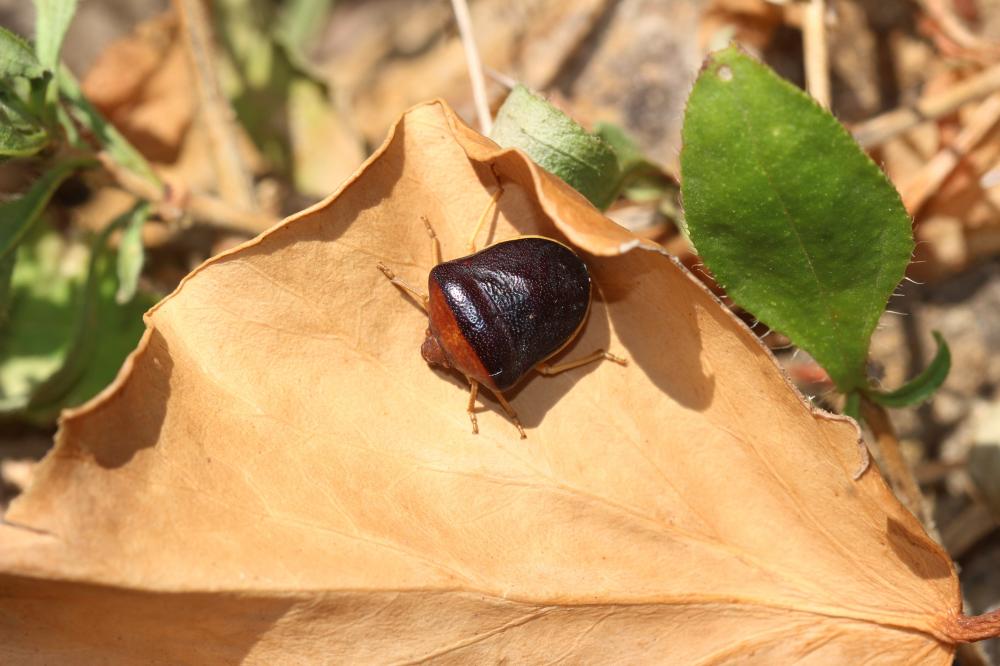 Pentatome de la nigelle Ventocoris rusticus (Fabricius, 1781)