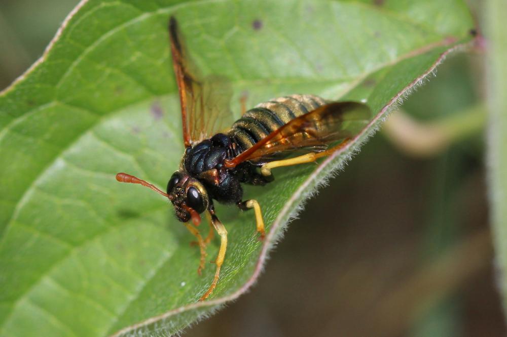  Abia nitens (Linnaeus, 1758)