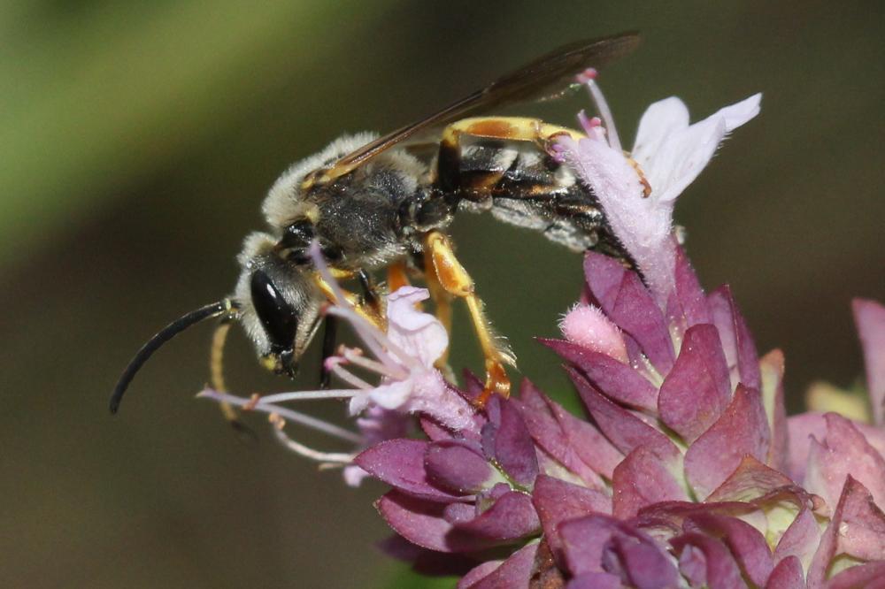  Halictus cochlearitarsis (Dours, 1872)