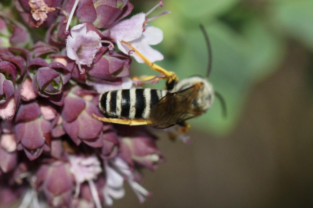  Halictus cochlearitarsis (Dours, 1872)