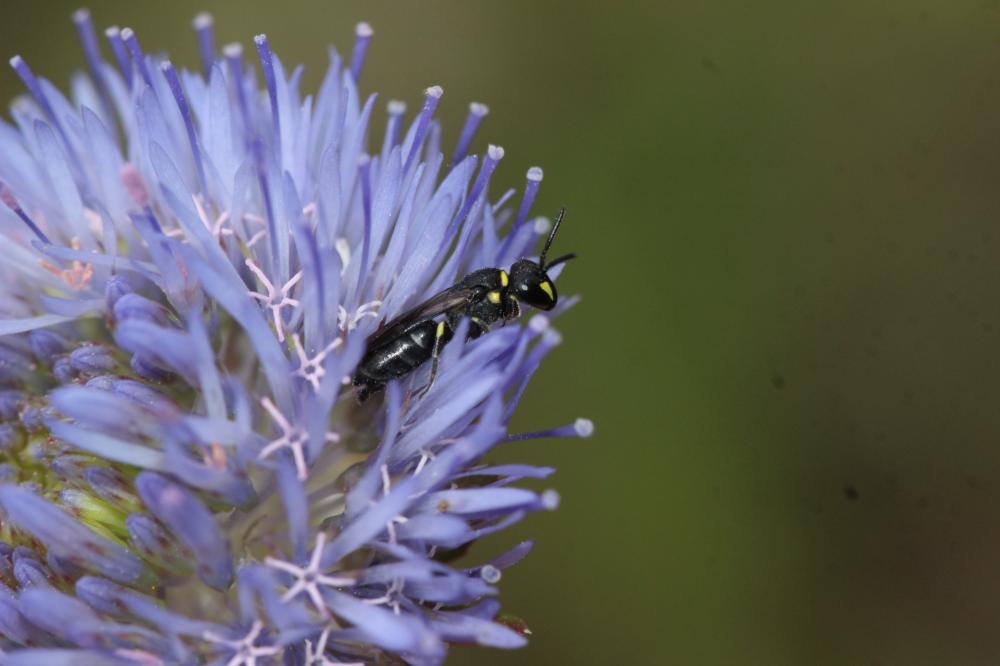  Hylaeus Fabricius, 1793