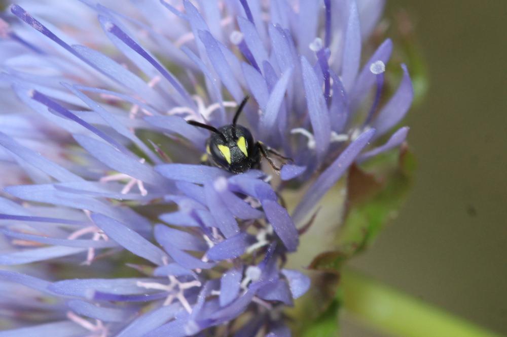  Hylaeus Fabricius, 1793