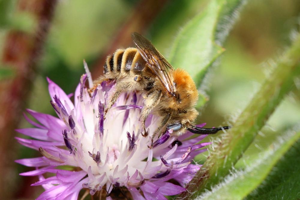 Eucère striée Tetraloniella strigata (Lepeletier, 1841)