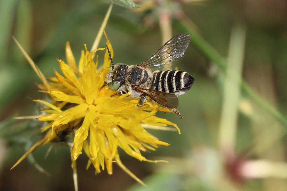 Le  Megachile marginata Smith, 1853